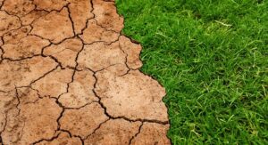 soil