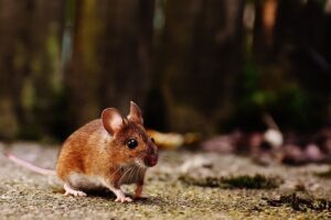 rodents